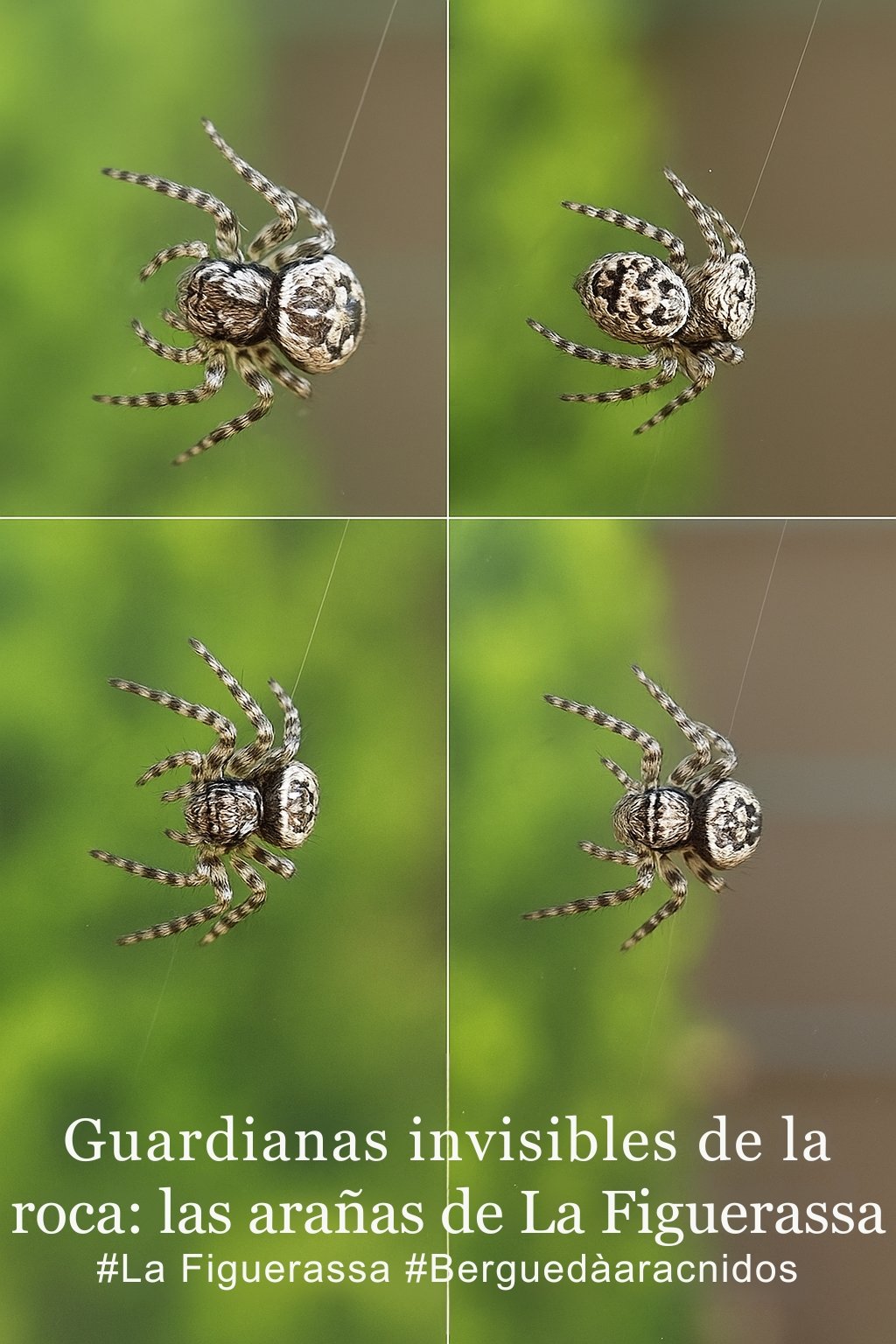 Araña camuflada en La Figuerassa
