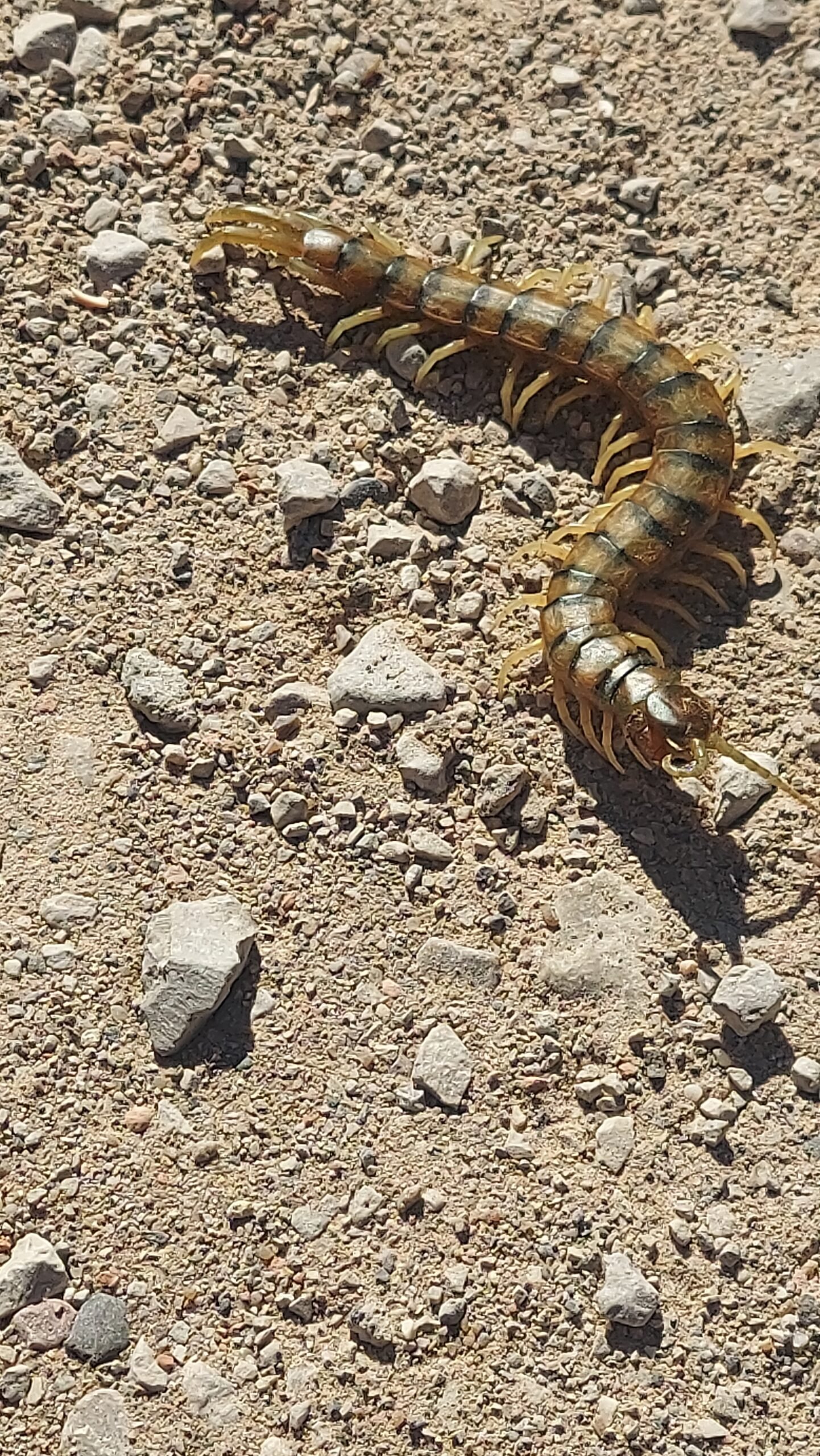 Detalle de la cabeza de Scolopendra cingulata con forcípulas y antenas largas