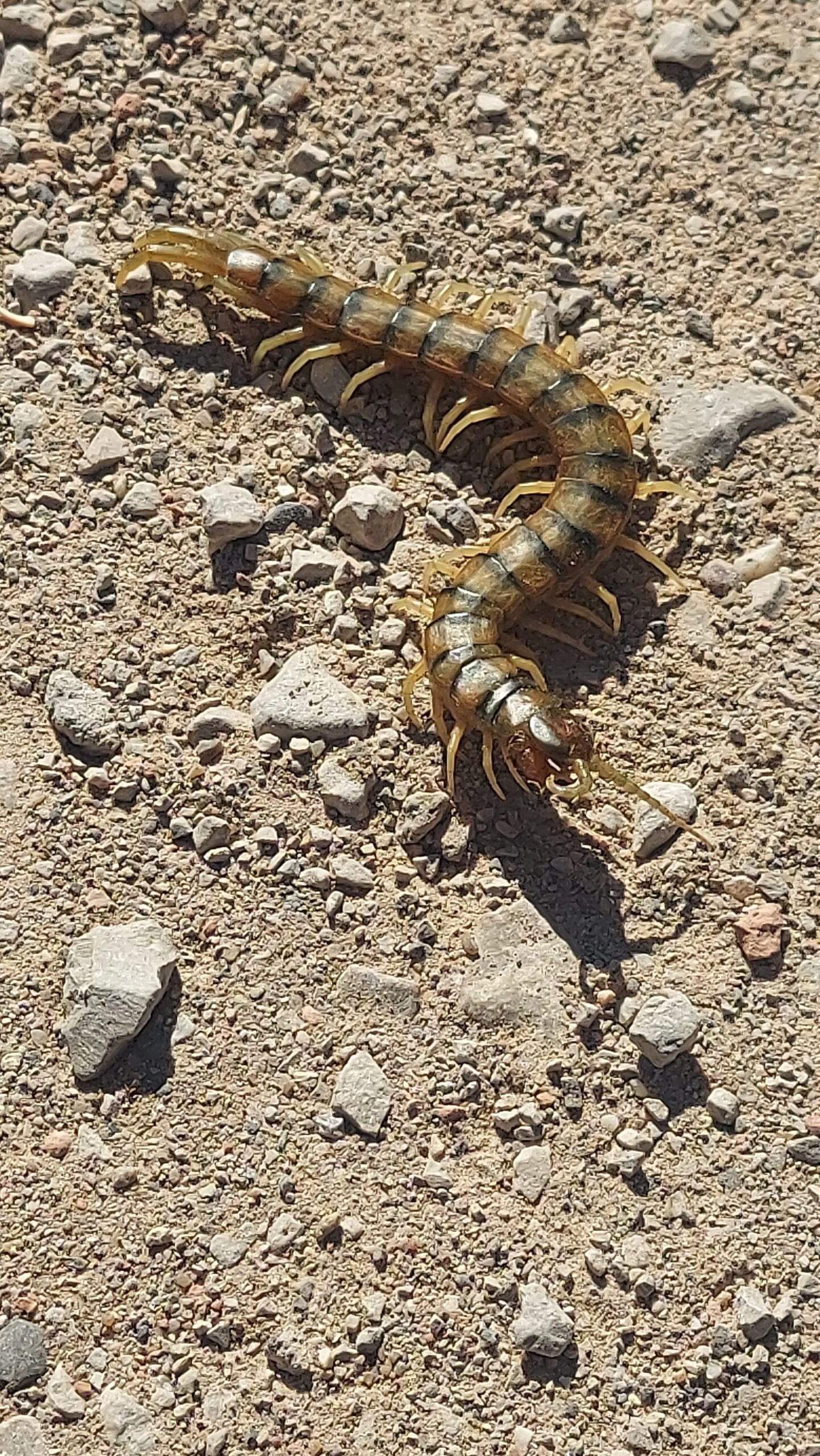 Escolopendra mediterránea sobre suelo pedregoso en Montserrat