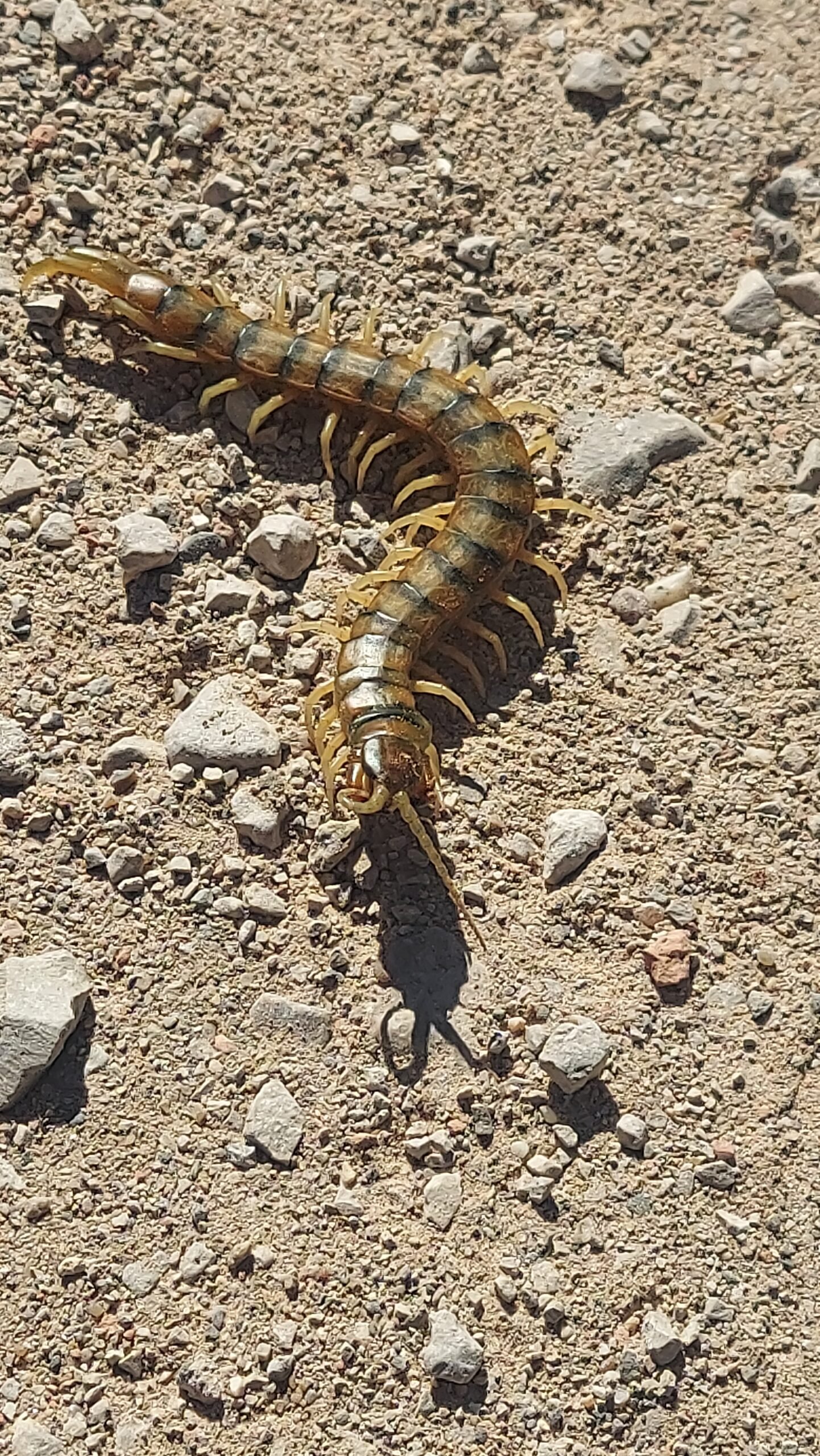 Ciempiés venenoso en Montserrat con patas amarillas y dorso anillado