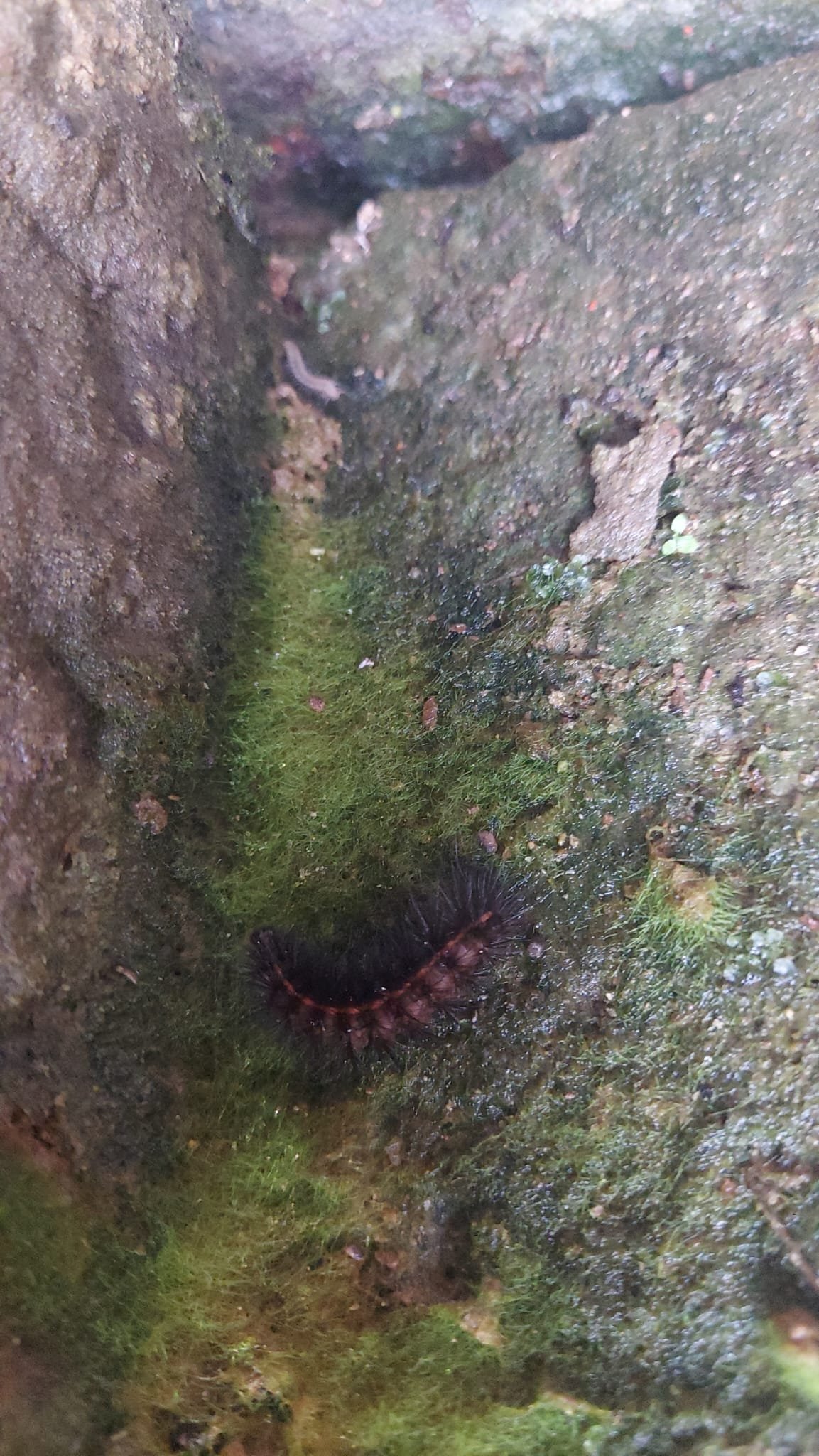 Oruga Arctia villica en postura defensiva arqueada