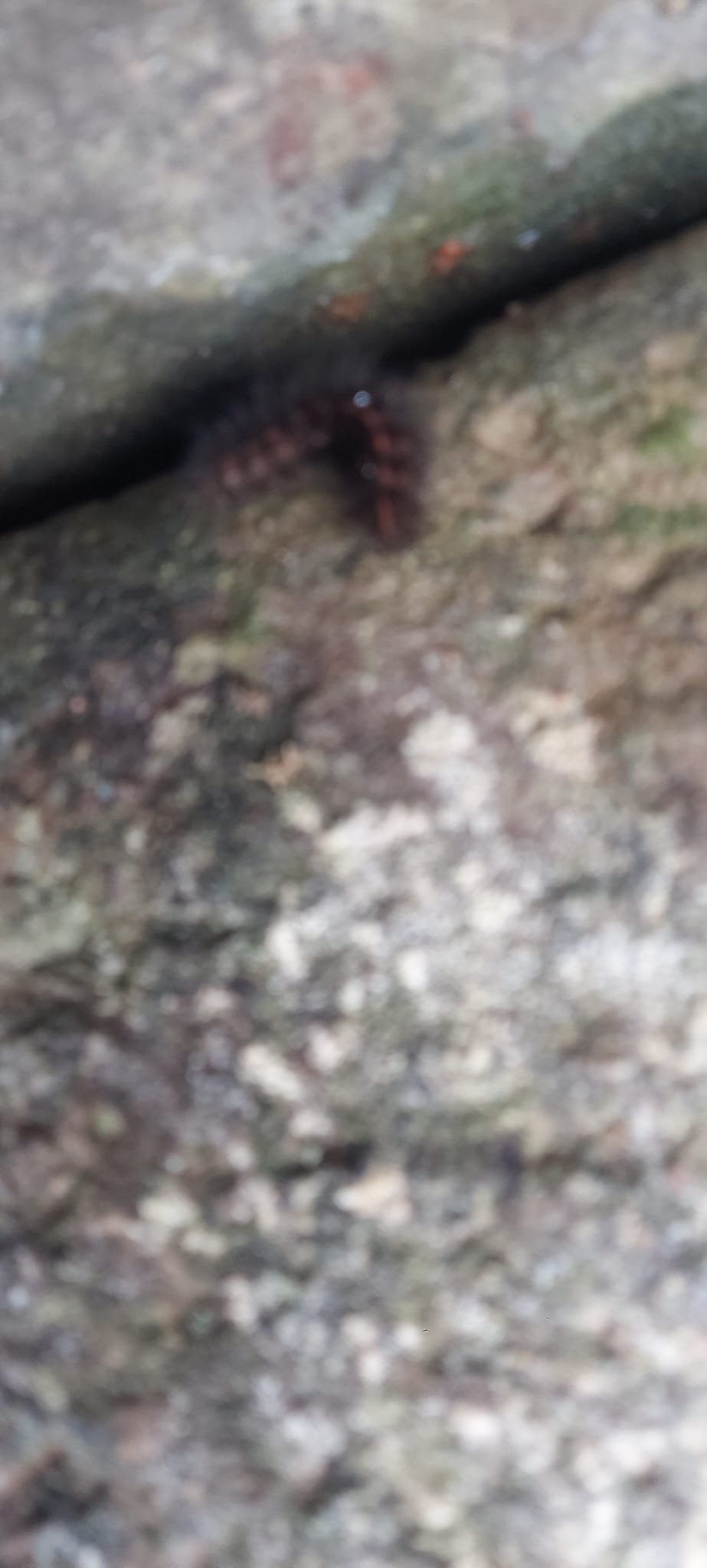 Vista del entorno húmedo de Suanya, Bages