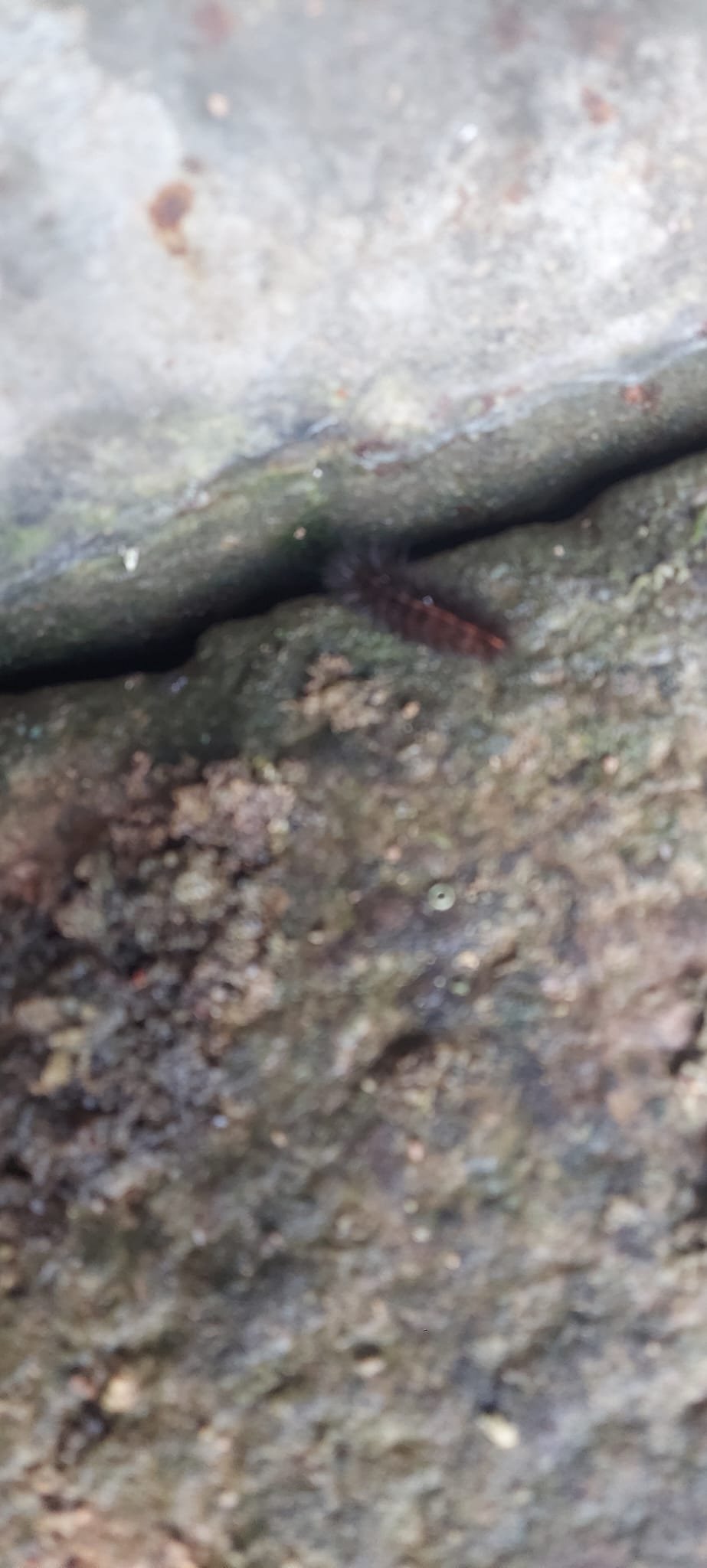 Detalle de la oruga Arctia villica y su pelaje marrón